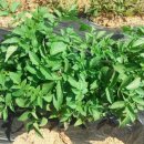 원두골농장 이미지