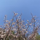 오사카타코야키(매탄아대점) | 오사카 타코야키 그리고 불닭을 곁들인