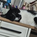 대관령동물병원 이미지