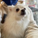 왈왈펫카페 이미지