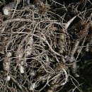 백전농장 이미지