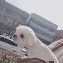 페스츄리(PET'S TREE) 이미지