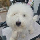휴 애견미용 이미지