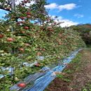안동 사과원 매매(농막,창고, 농기계류 포함) 이미지