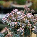 대전두리초등학교 이미지