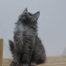 메인독 | 송파메인쿤분양 꿈꾸는 당신에게 꼭 필요한 모든것 오케이독 방문 후기