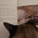 디디네일바