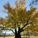 의령 세간리 은행나무 | 지금 가 볼 만한 의령 세간리 은행나무 단풍