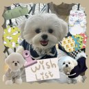 1월 장바구니템 - 강아지 코트 &#39;투게더링&#39; 후기와 방석 뭐사지에 대한 고민 wishlist