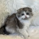 도그마루 강아지고양이 평택점 이미지