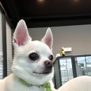 동물보육원 부천지부 이미지