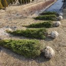 효원농장 | 에메랄드그린 5주 상차 및 출하 후기