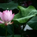 물미연꽃마을 이미지