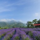 라벤더
