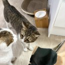 도그야미 | 뉴트리플랜 면역력사료 리뉴얼! 기호성까지 달라진 고양이사료 솔직 후기