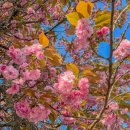 중부동공원 게이트볼장 | [당진 여행] 4. 4주 차. 남산 건강 공원 후기ㅣ겹벚꽃