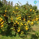 아이마미한의원 이미지