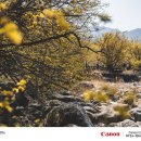 의성마을회관 | 2026년 구례 산수유꽃축제, 구례 산수유마을 다녀왔어요!