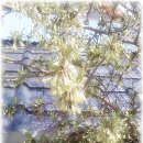 ♧♤ 8조 ♧♤ 식물도감 - 왕보리수나무 Elaeagnus umbellata var. coreana(H.Lev) 이미지