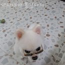 내야내야 똥강아지 이미지