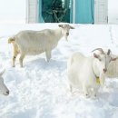 동화목장 이미지