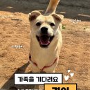 [입양홍보 ] 견이 "나두 조금만 기다리면 엄마빠 만날 수 있대요!" 이미지