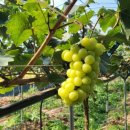 욱은농장 이미지