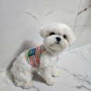 펫옷 | 플로트펫 강아지여름옷 강아지나시 착용 후기