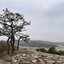 파사성 소나무 이미지