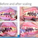 관저프라자 | [대전 동물치과] 강아지 입냄새와 치석, 관저종합동물병원의 정밀한 치과 진료로 해결하세요!