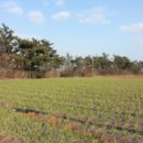 수원-0549 이미지