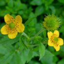 노고단-1 이미지