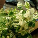 보노포스 이미지