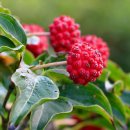 산딸나무 (Cornus kousa, Japanese strawberry tree, Kousa dogwood) 이미지