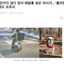 산책 강아지 냅다 잡아 배달통 넣은 라이더…"돌려달라" 호소에도 모르쇠 이미지