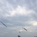 인천 월미도 유람선 유람갈매기로 시원한 여름 이미지