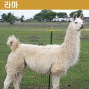 라마 이미지