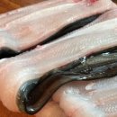 바다장어 이미지