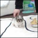 유앤미펫 강아지분양 고양이분양 시흥점 이미지