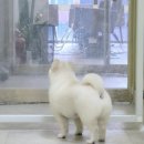 가위든개 이미지