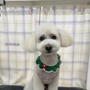 탱스땡스 이미지