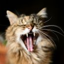 비타민동물메디컬센터 이미지