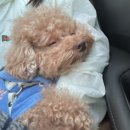 까사델뻬로 이미지