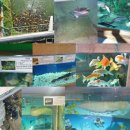 물고기마을 이미지