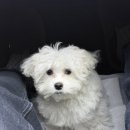 하트애견 | 분당 애견미용 플러스하트 말티즈 베넷미용 스포팅컷 후기