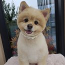 동그란 멍멍이 이미지