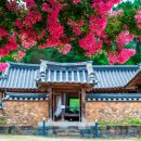 한국지엠옥구지정서비스 | 논산 돈암서원 배롱나무 개화 시기와 무료 관람 정보, 유네스코 세계유산인 이유는?