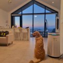 굿나잇도그 이미지