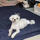 미스터몽