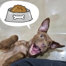 똥꼬발랄 이미지